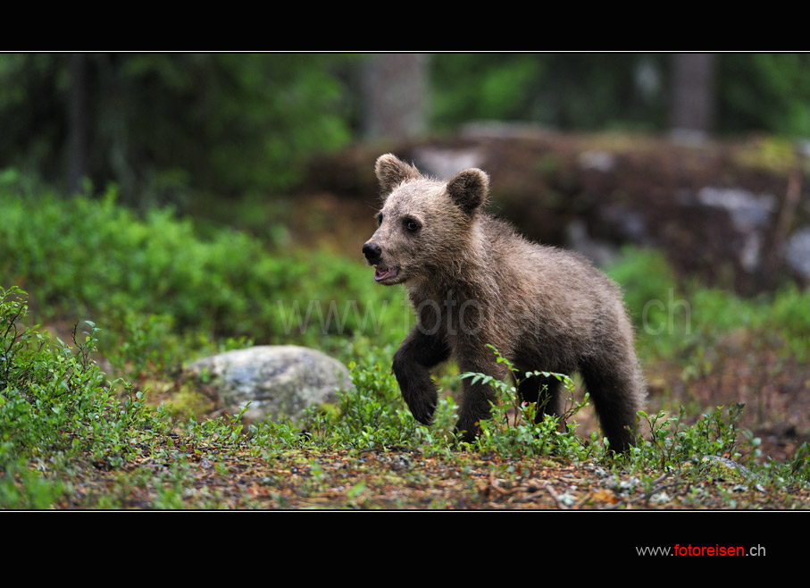 Jungbär in Finnland