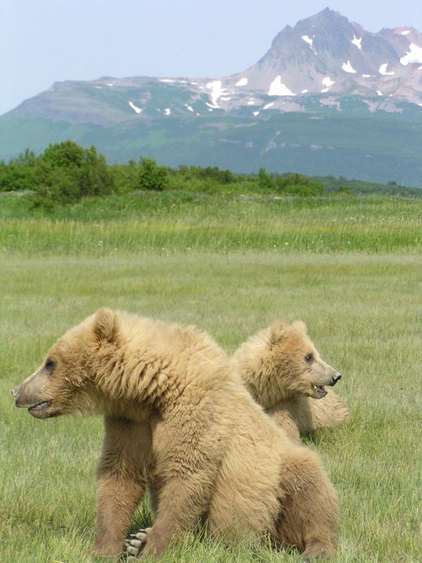 Jungbaeren in Alaska