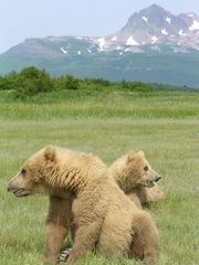 Jungbaeren in Alaska