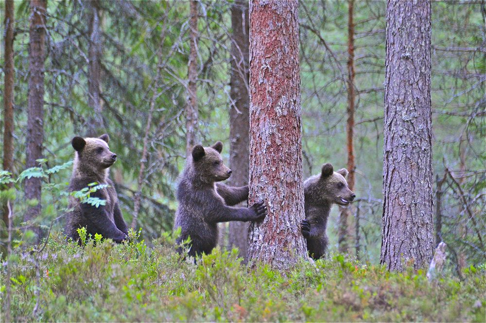 Jungbären in Finnland