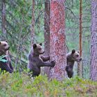 Jungbären in Finnland