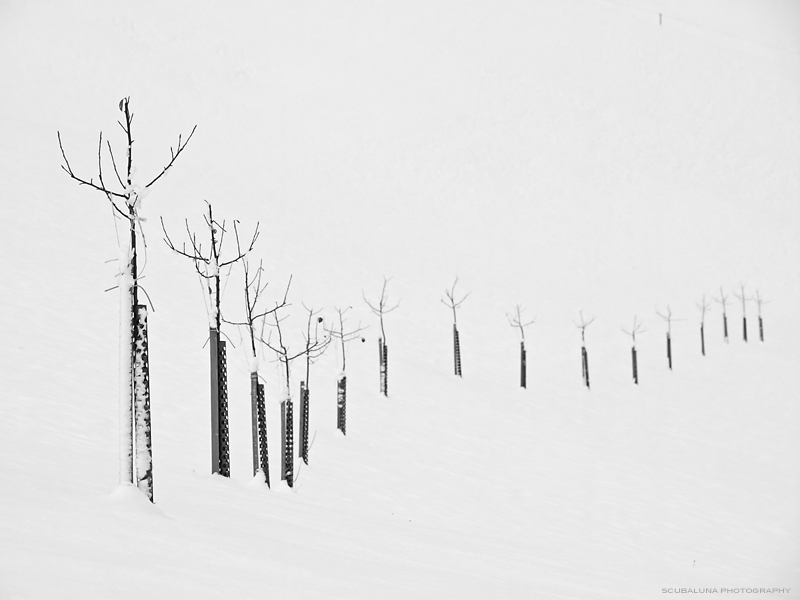 Jungbäume im Winterschlaf