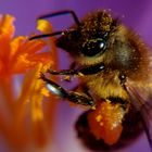 Jungbiene an einem Krokus