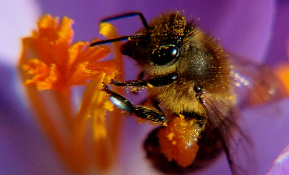 Jungbiene an einem Krokus