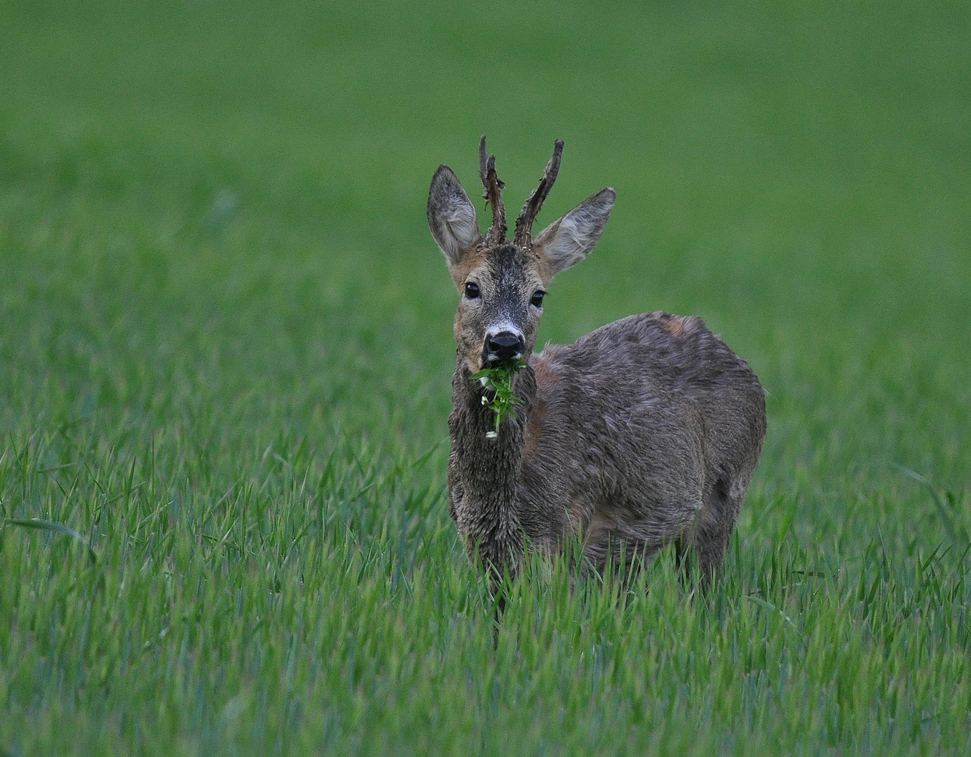 Jungbock