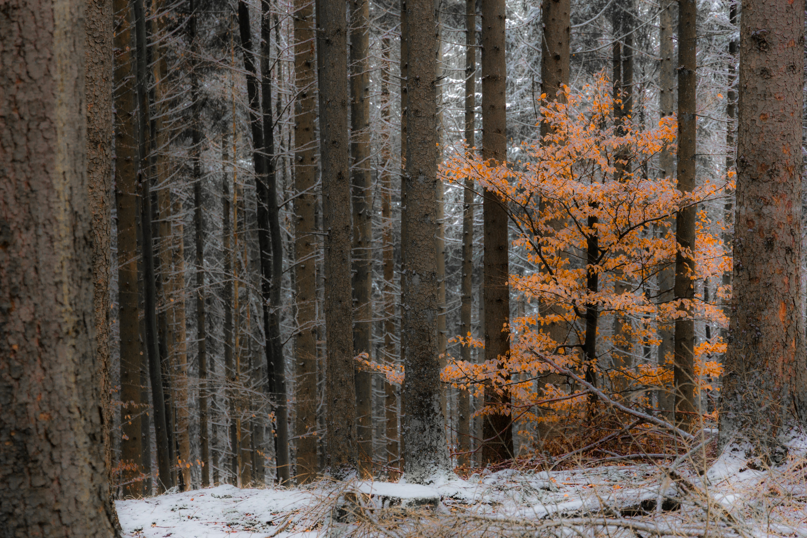 Jungbuche im Mainhardter Winterwald