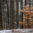 Jungbuche im Mainhardter Winterwald