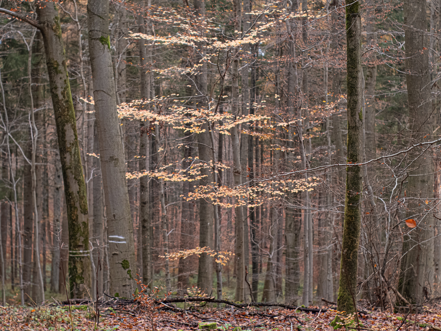 Jungbuchenherbst