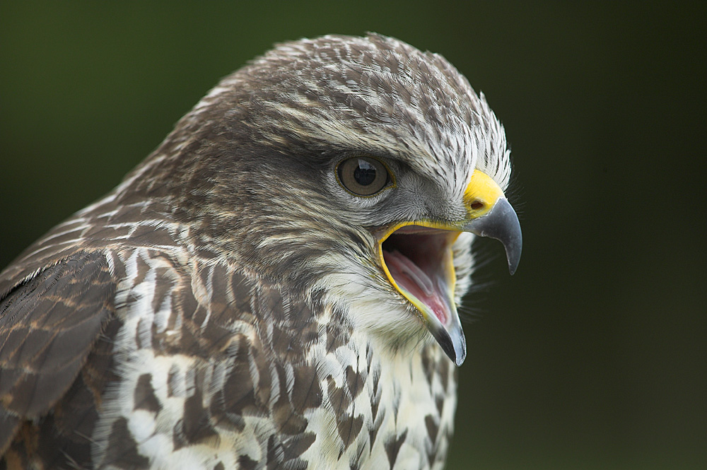 Jungbussard