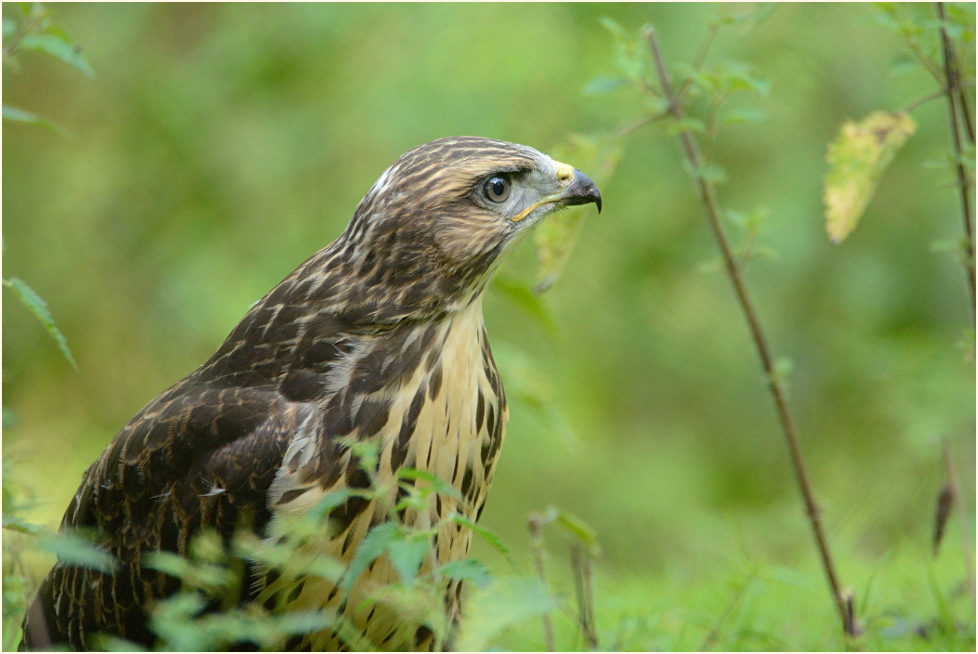 Jungbussard