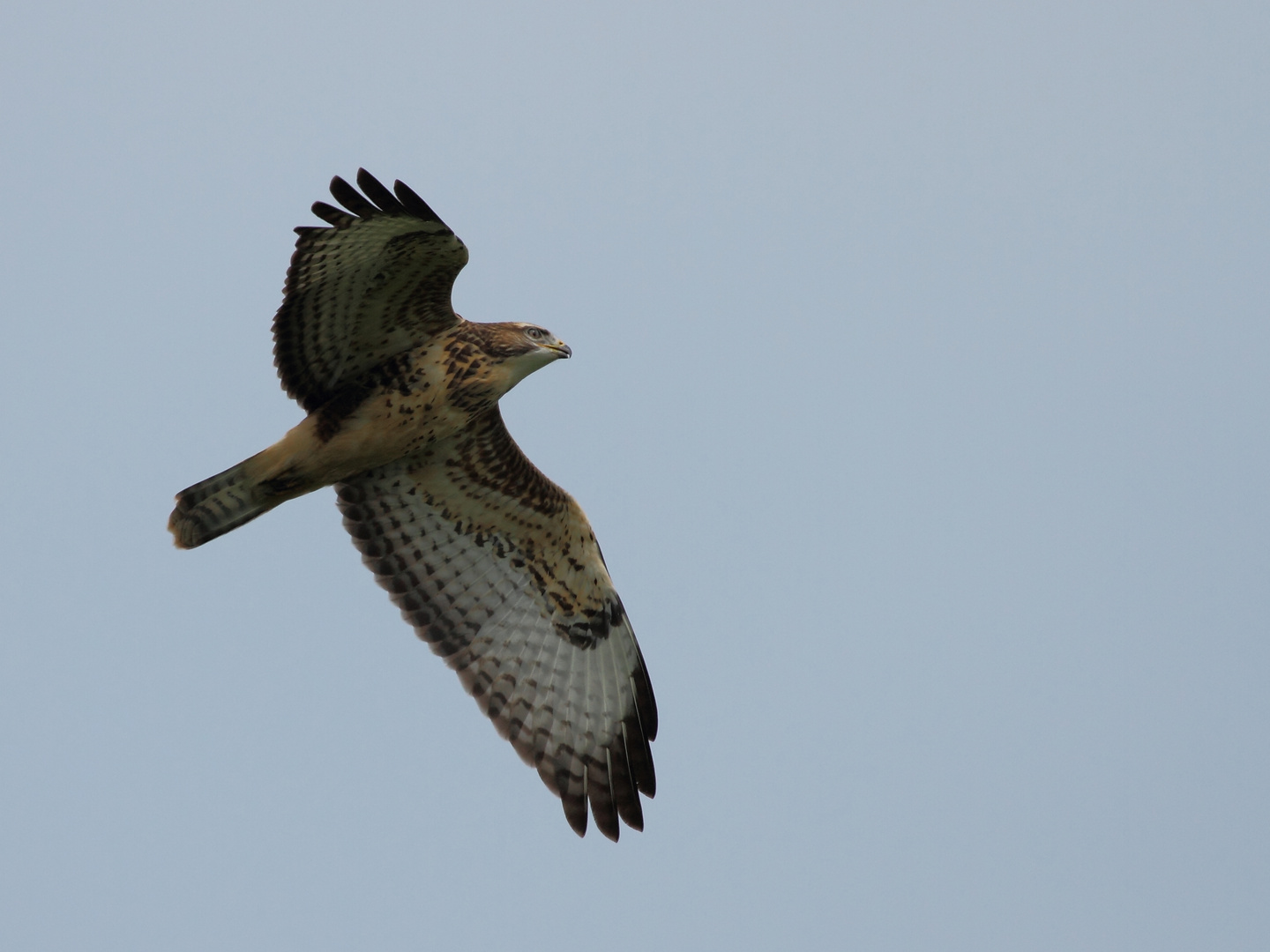 Jungbussard