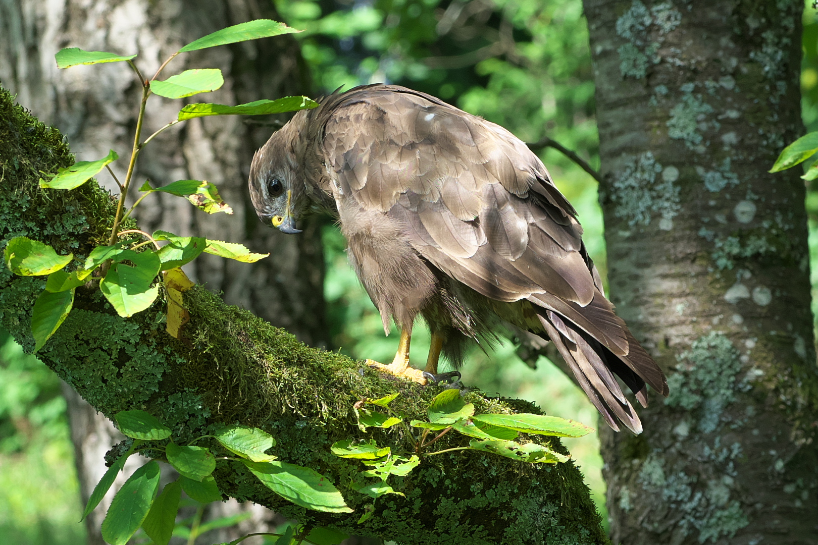 Jungbussard DSC05967