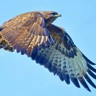 JUNGBUSSARD IM FLUG