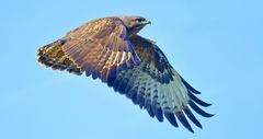 JUNGBUSSARD IM FLUG