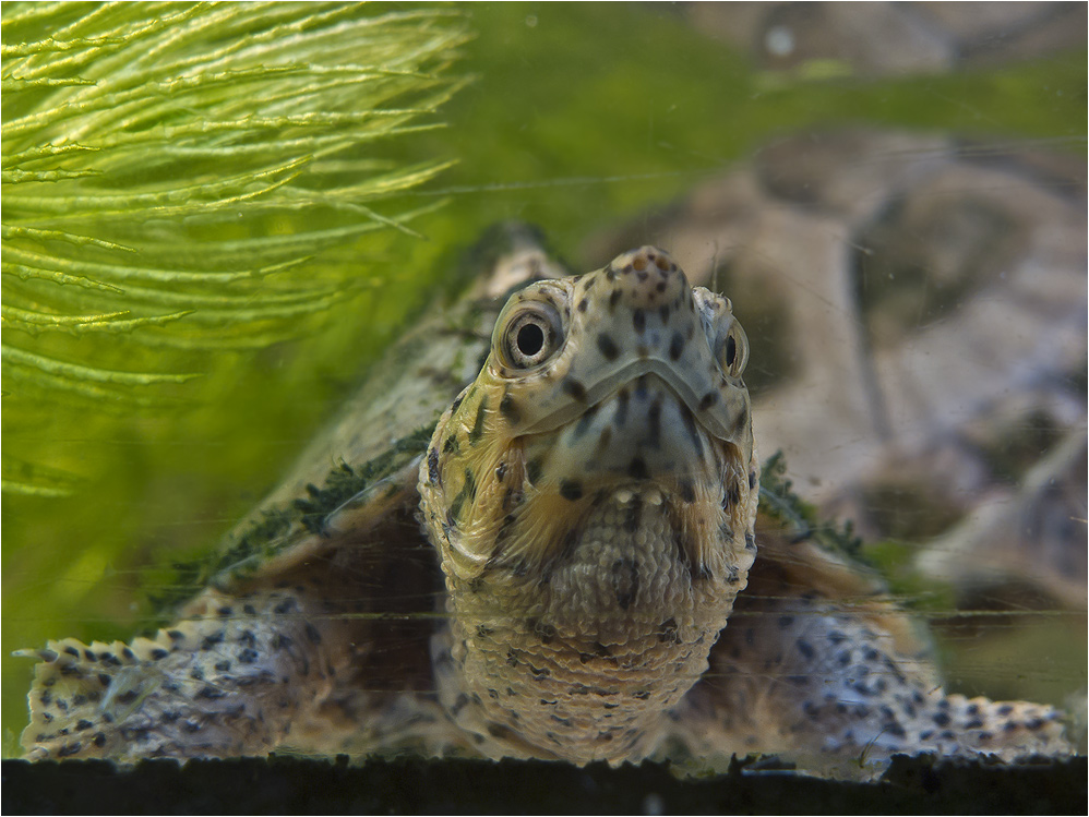 Junge Ägyptische Landschildkröte beim Tauchen