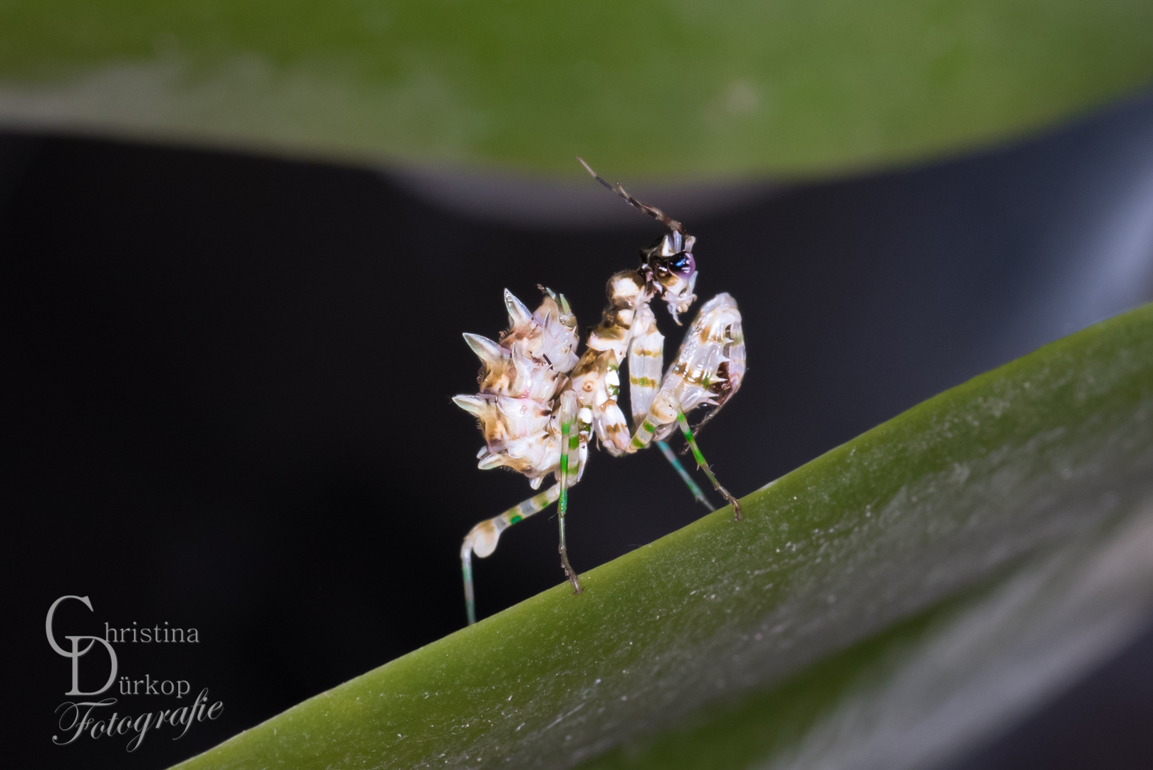 Junge Afrikanische Blütenmantis