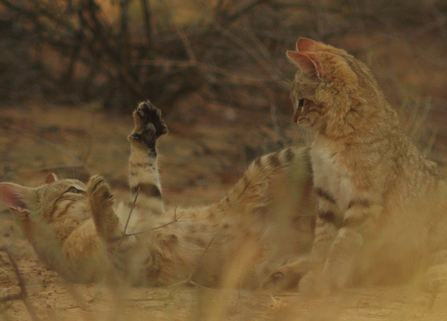 Junge Afrikanische Wildkatzen
