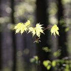 Junge Ahornblätter im Sonnenschein