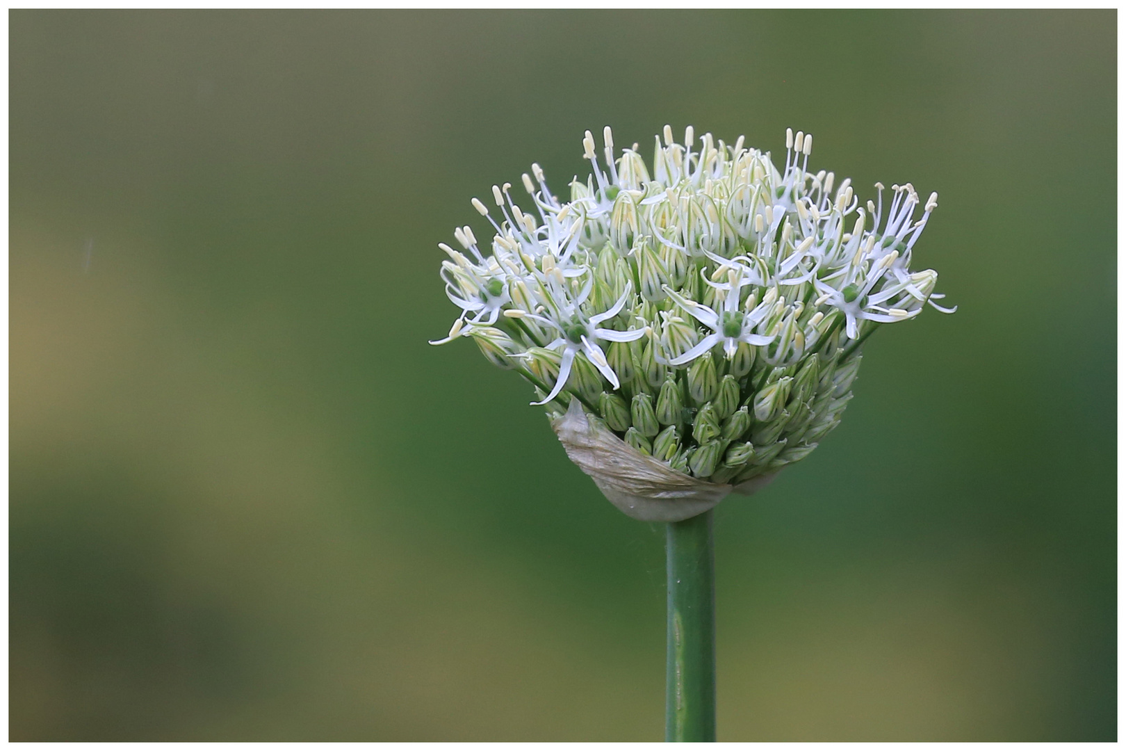 junge Allium-Blüte