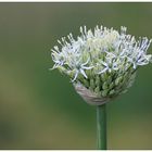 junge Allium-Blüte