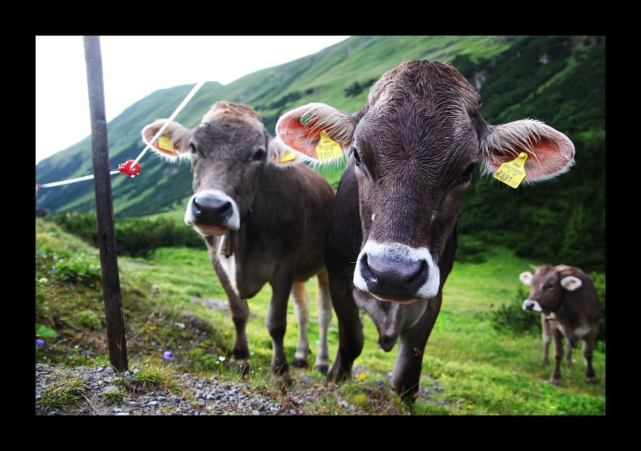 Junge Alpenkühe