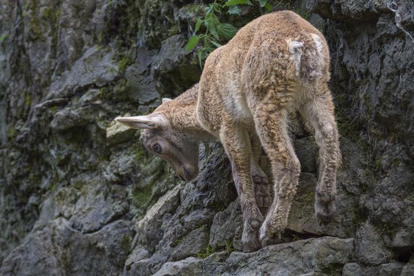 Junge Alpensteinbock. (Capra ibex)