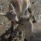Junge Alpensteinböcke  -Capra ibex-