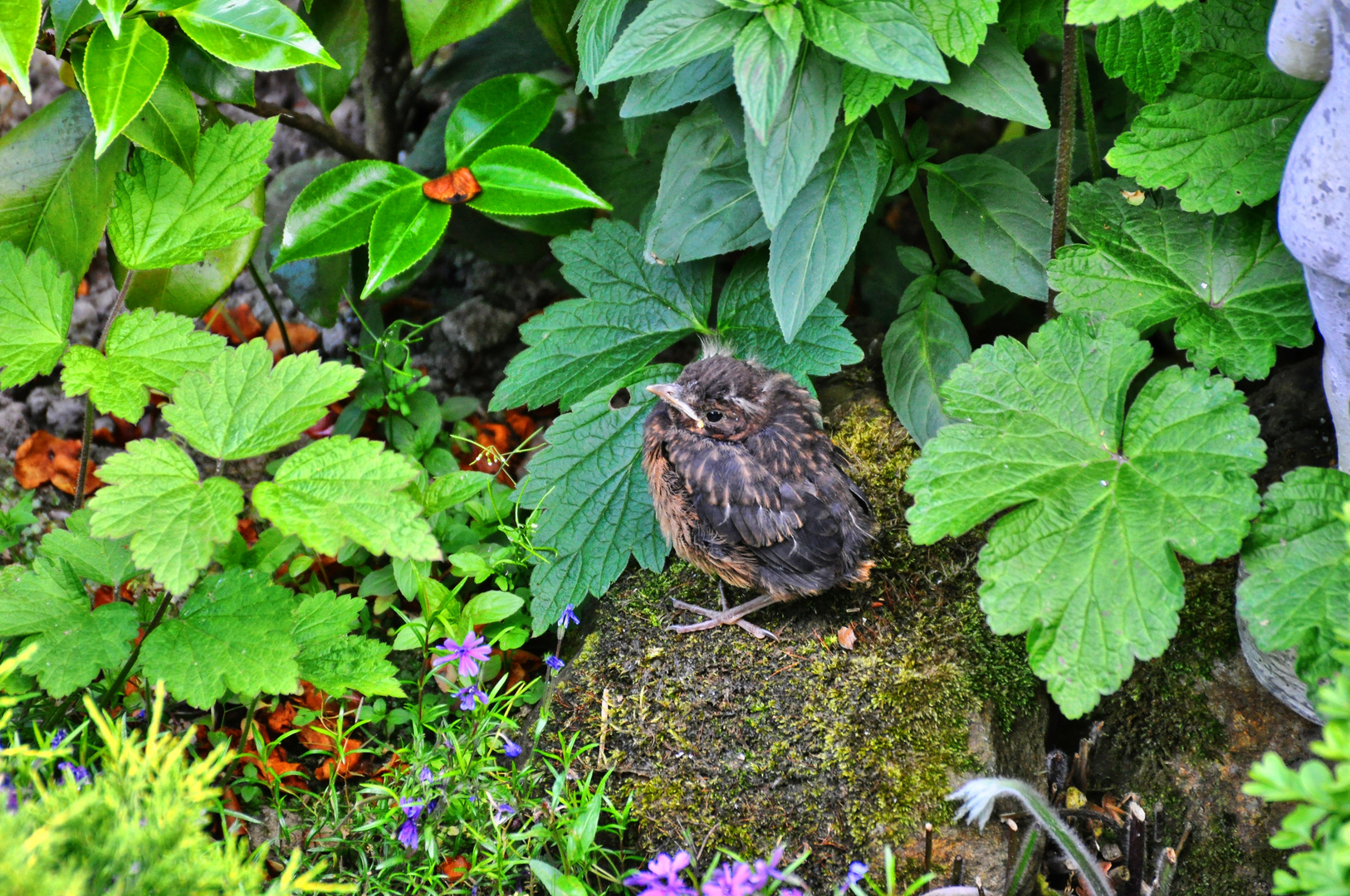 Junge Amsel