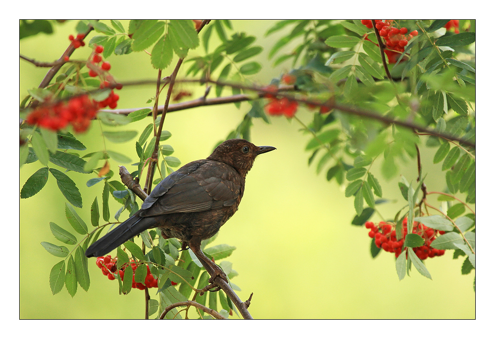 Junge Amsel