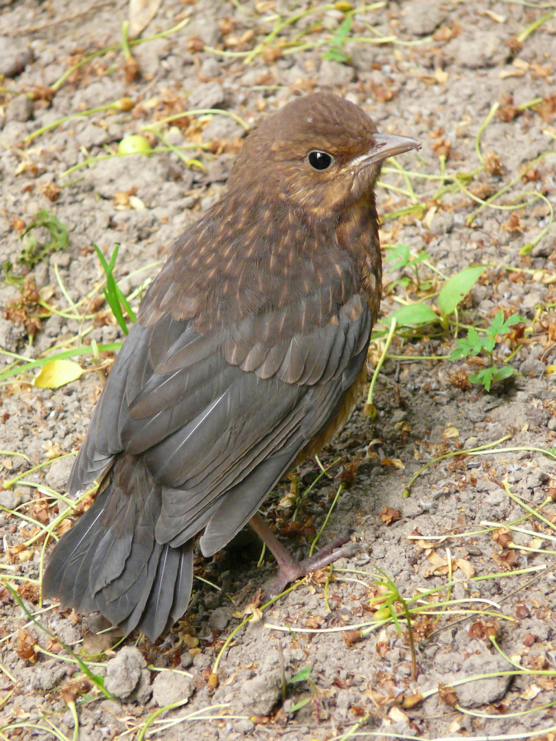 junge Amsel