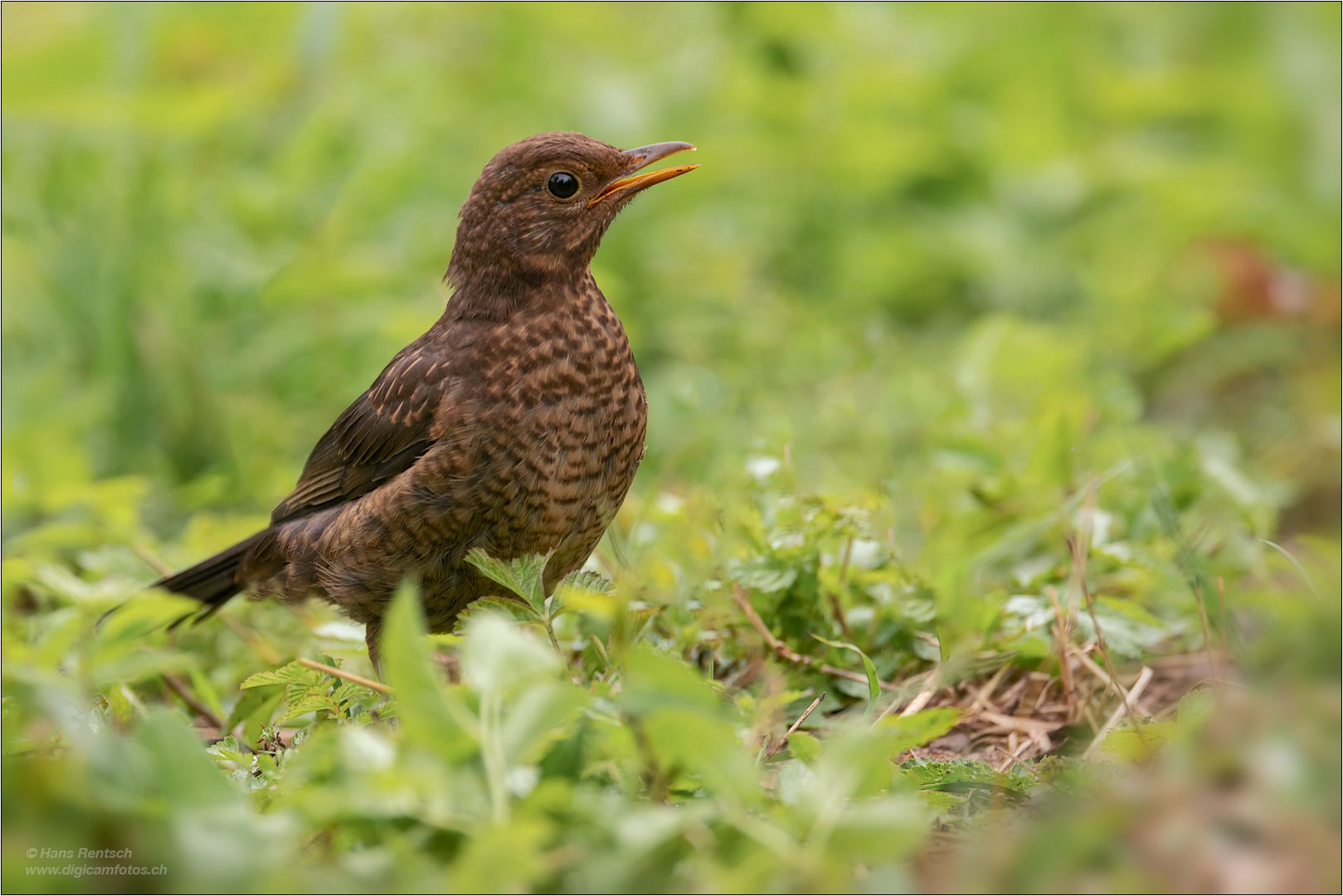 junge Amsel....