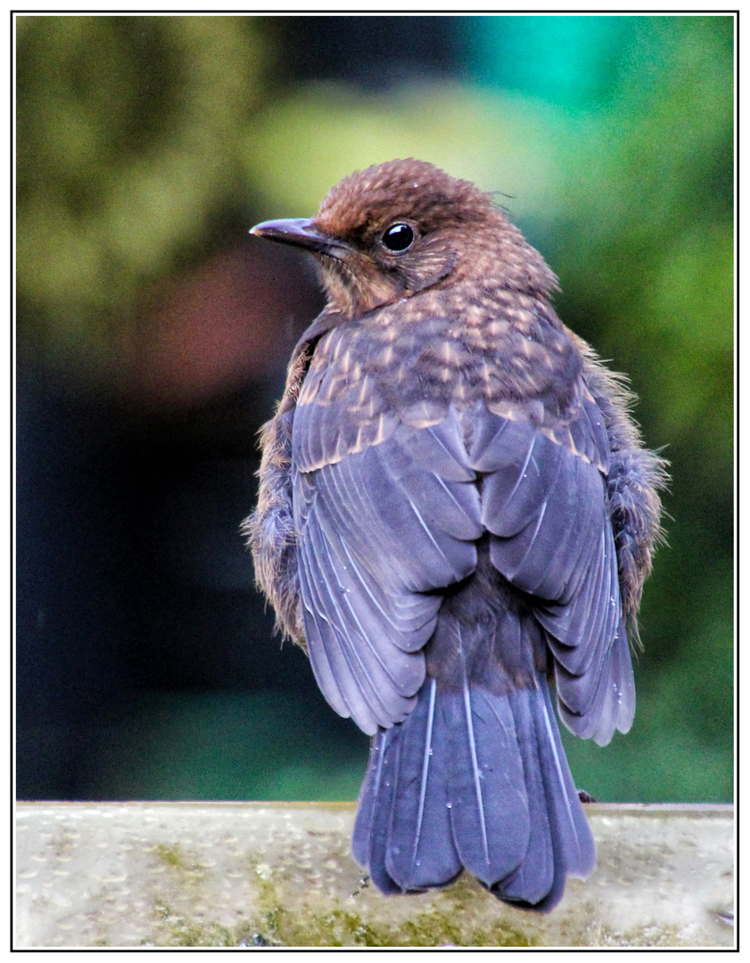 Junge Amsel