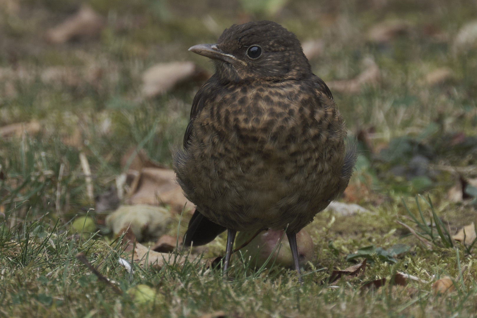 Junge Amsel