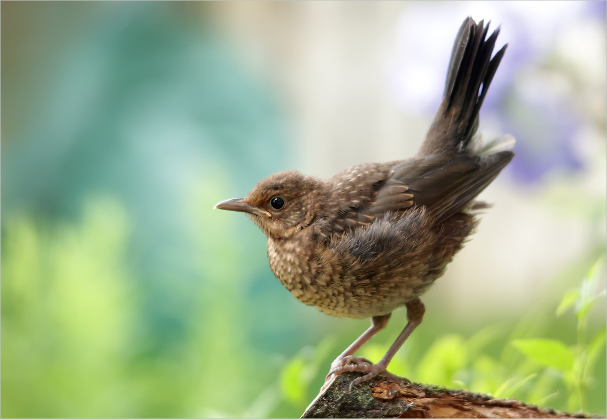 junge Amsel