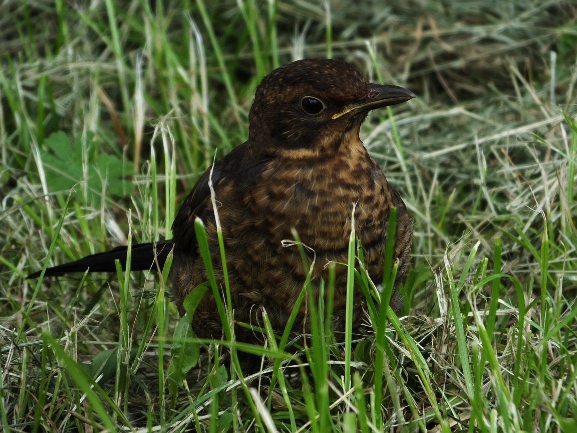 Junge Amsel