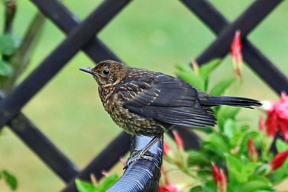 junge Amsel