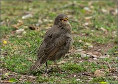 Junge Amsel