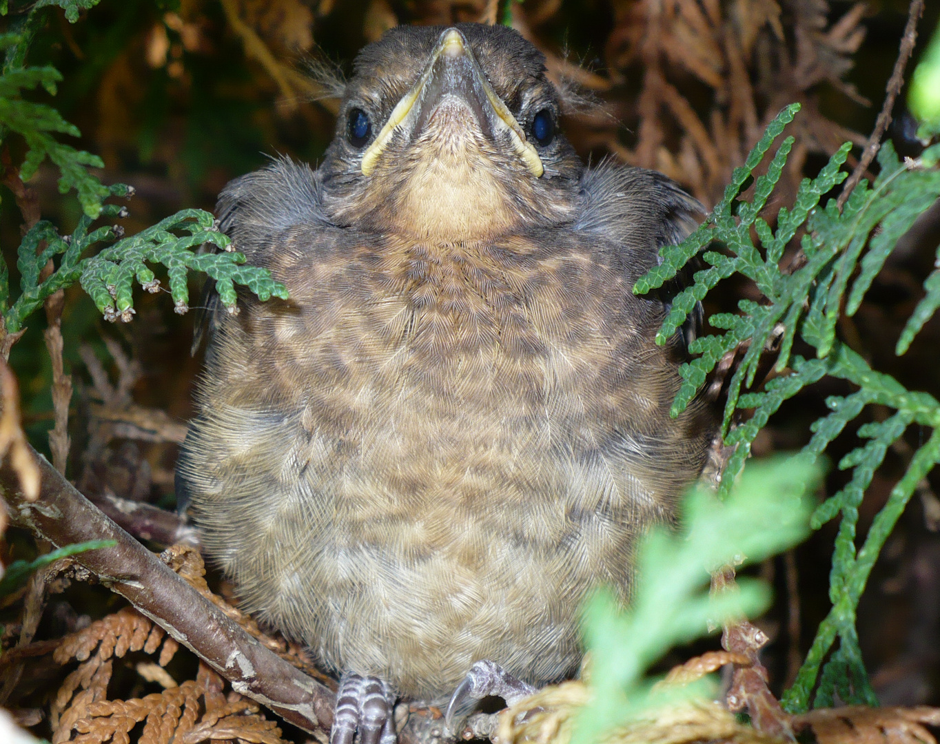 Junge Amsel