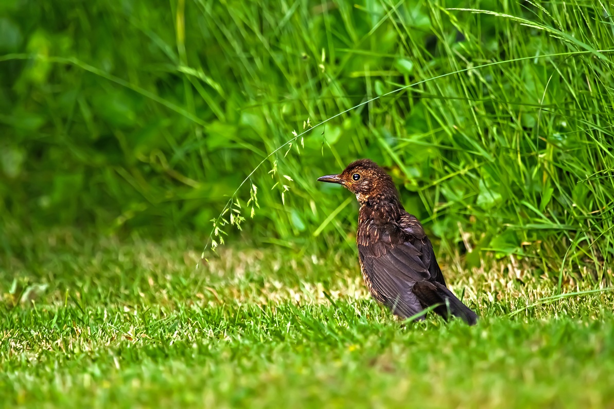 Junge Amsel