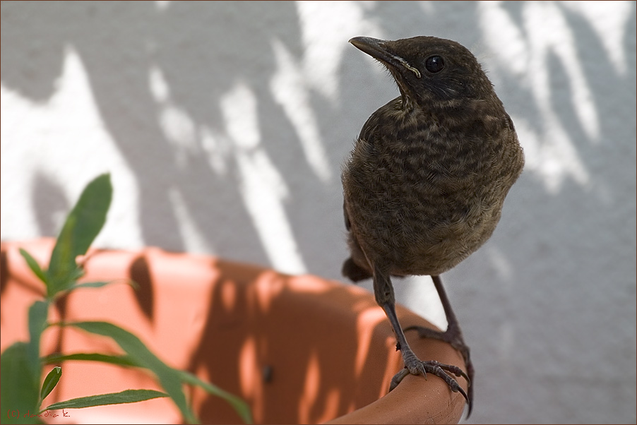 Junge Amsel