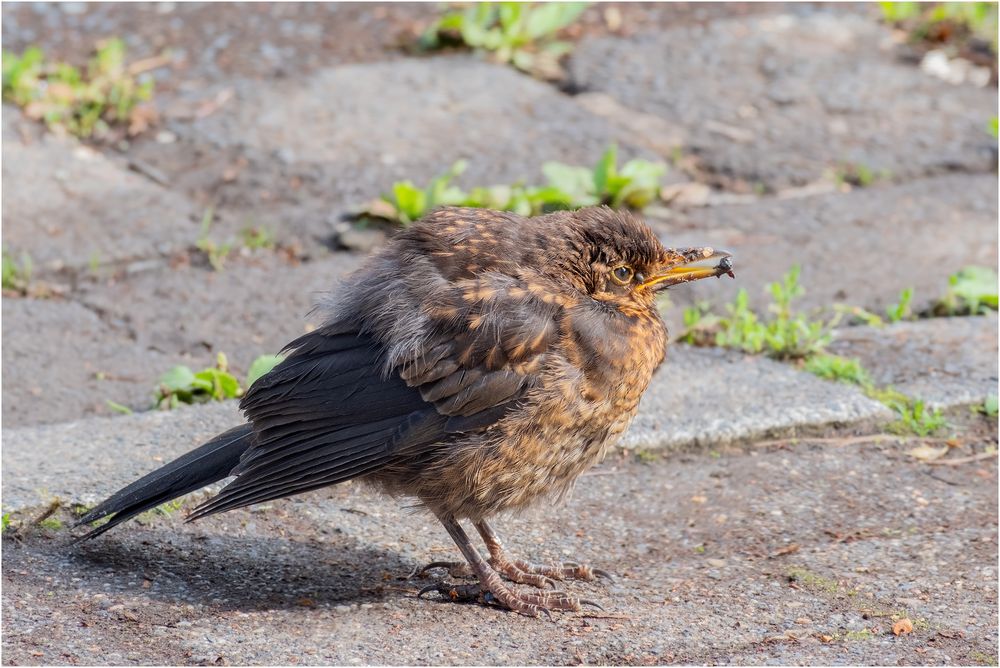 Junge Amsel...