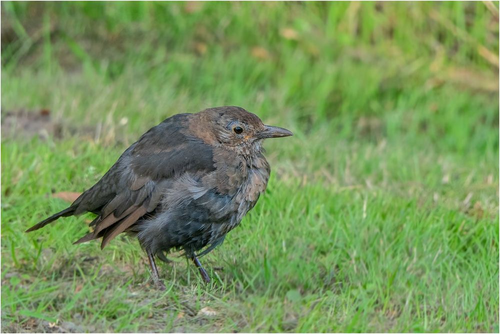 Junge Amsel