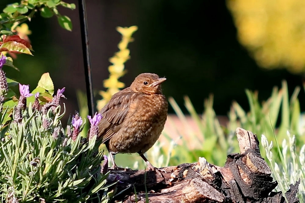 junge Amsel