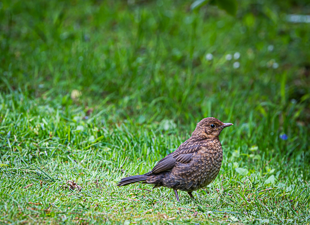 Junge Amsel