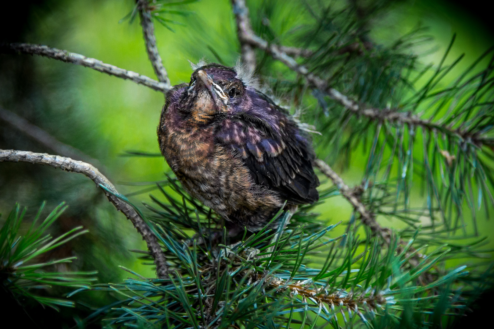 junge Amsel