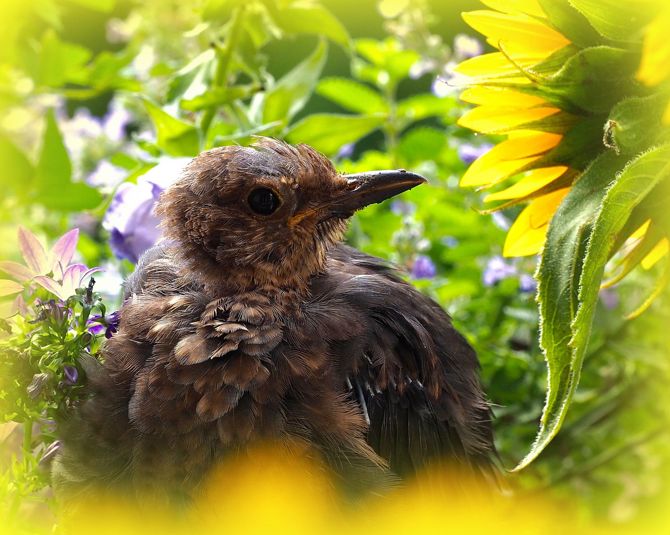 Junge Amsel