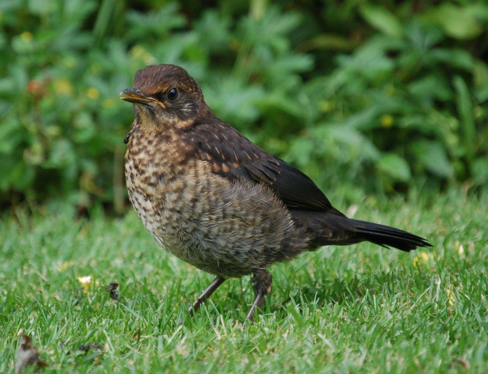 junge amsel