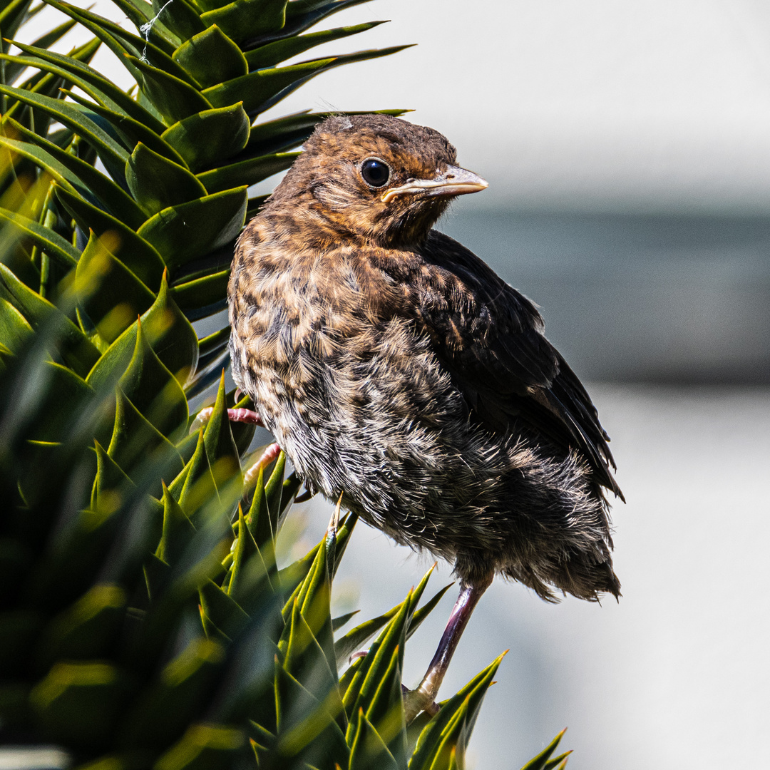 Junge Amsel