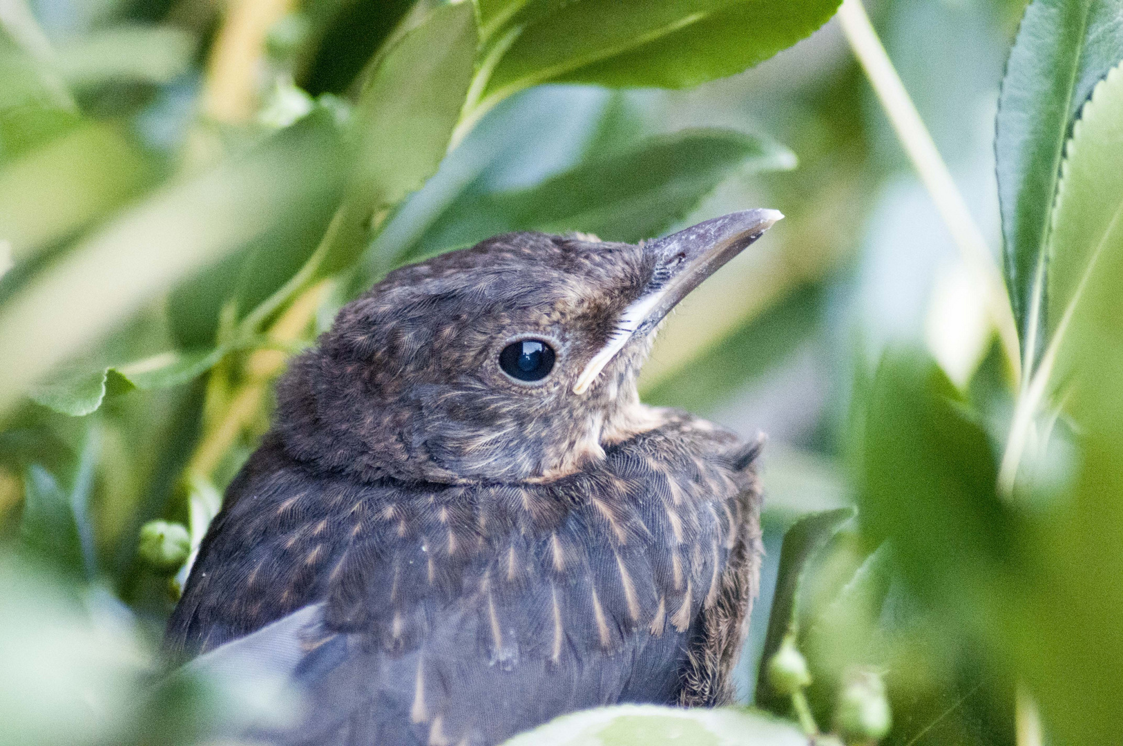 junge Amsel