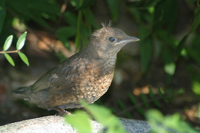 Junge Amsel